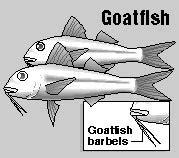 weke fish|Juvenile goatfish, called oama, are good to eat or use .